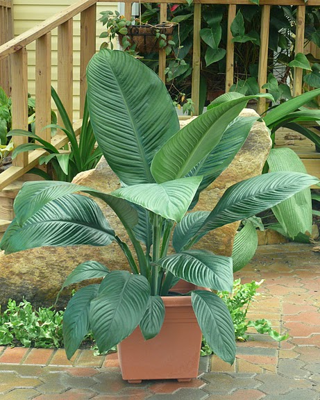 اسپاتی فیلوم سِن سیشن